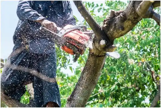 tree services Gunnison